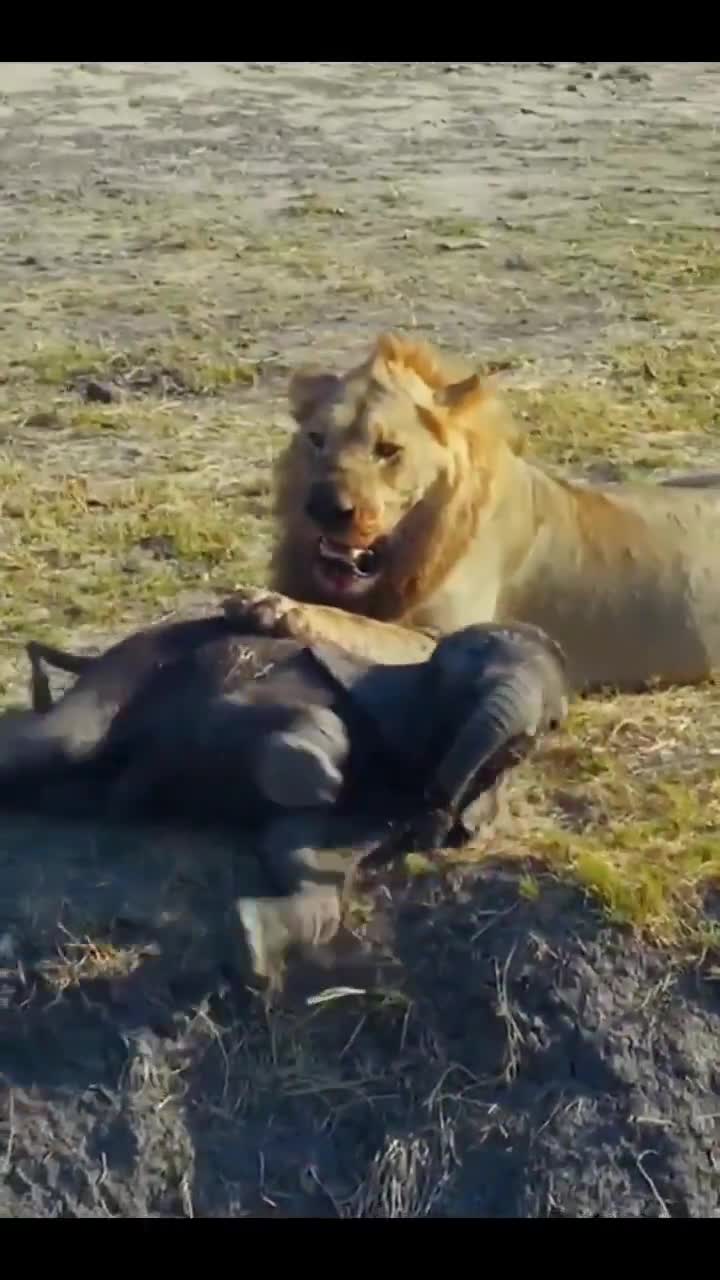 Lion preys on baby elephant