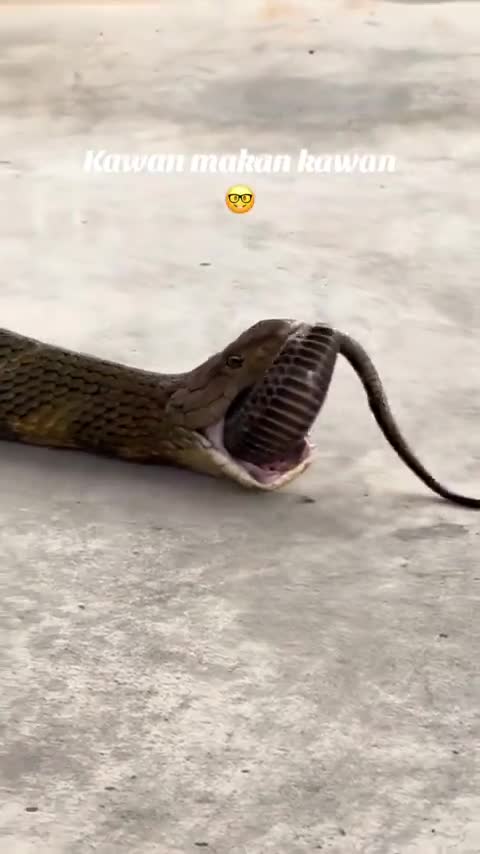 King cobra regurgitating 3 other snakes