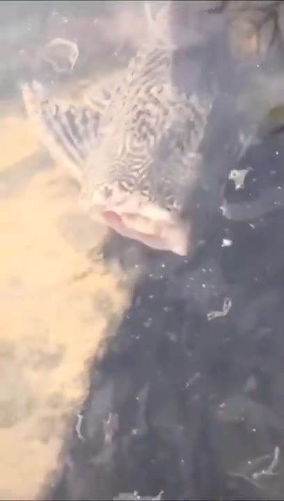 A headless fish casually swimming by