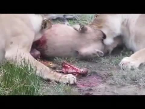 Lions kill a pregnant Warthog