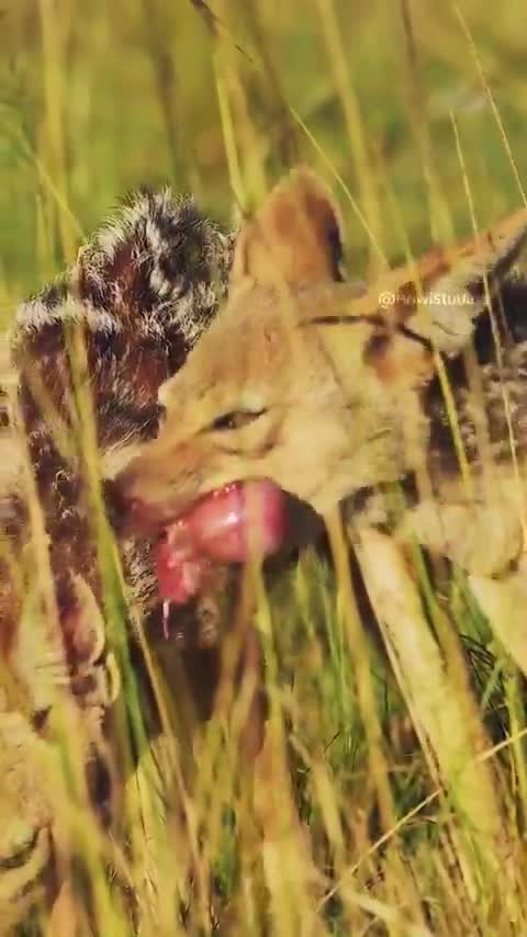 Black-backed jackal eating breakfast