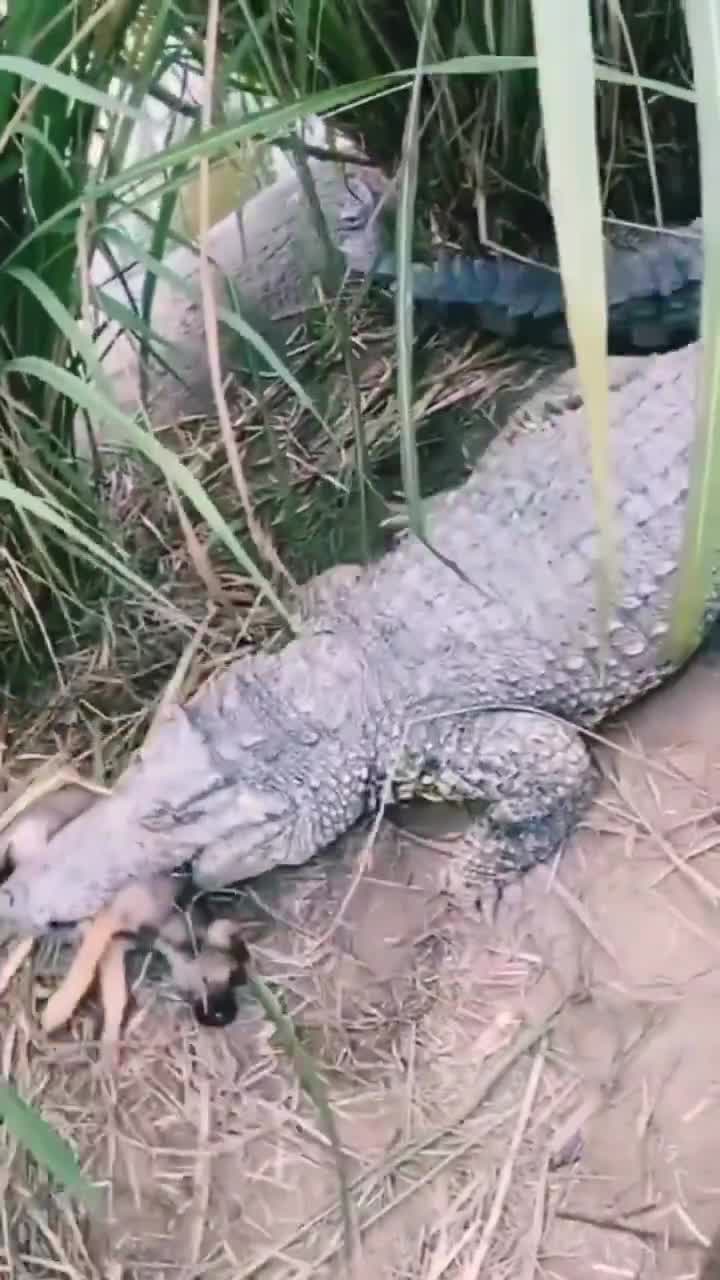 Crocodile crunch a neck of baby dog