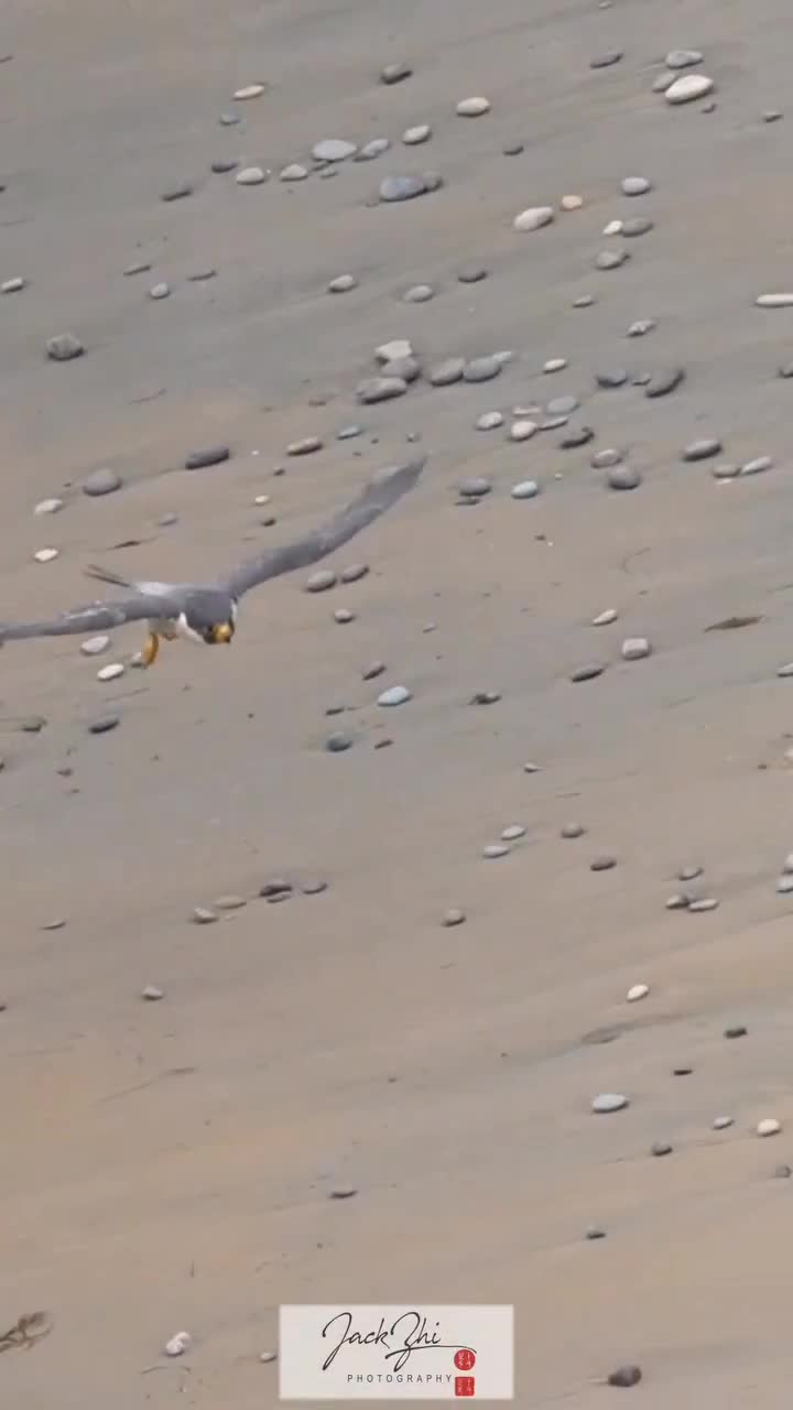 Peregrine falcon declared war on a fox
