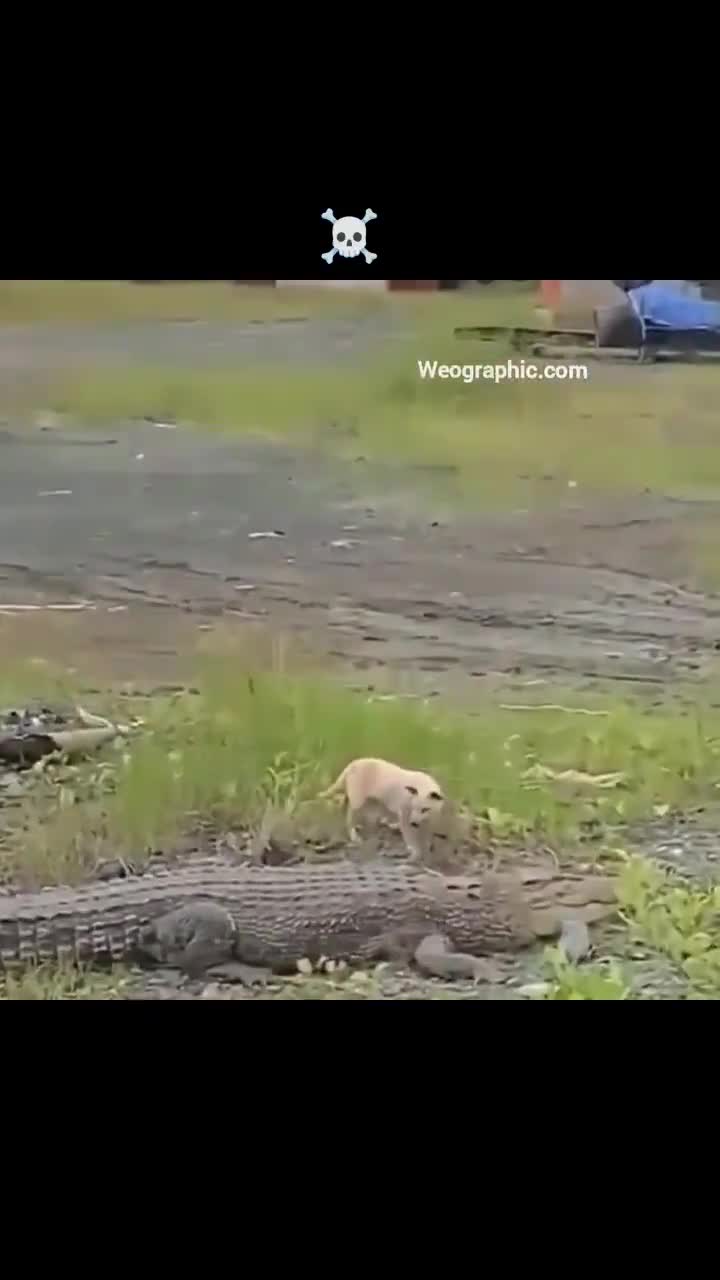 A dog looking for food by the river falls prey to a giant crocodile
