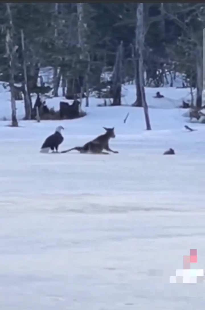 Eagle, eating deer alive