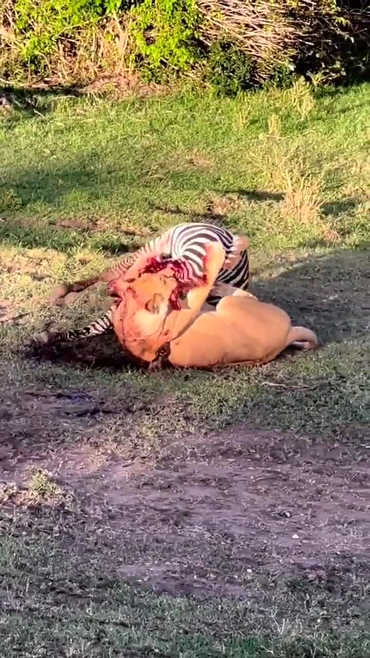 Lion crushes zebra’s skull in brutal takedown