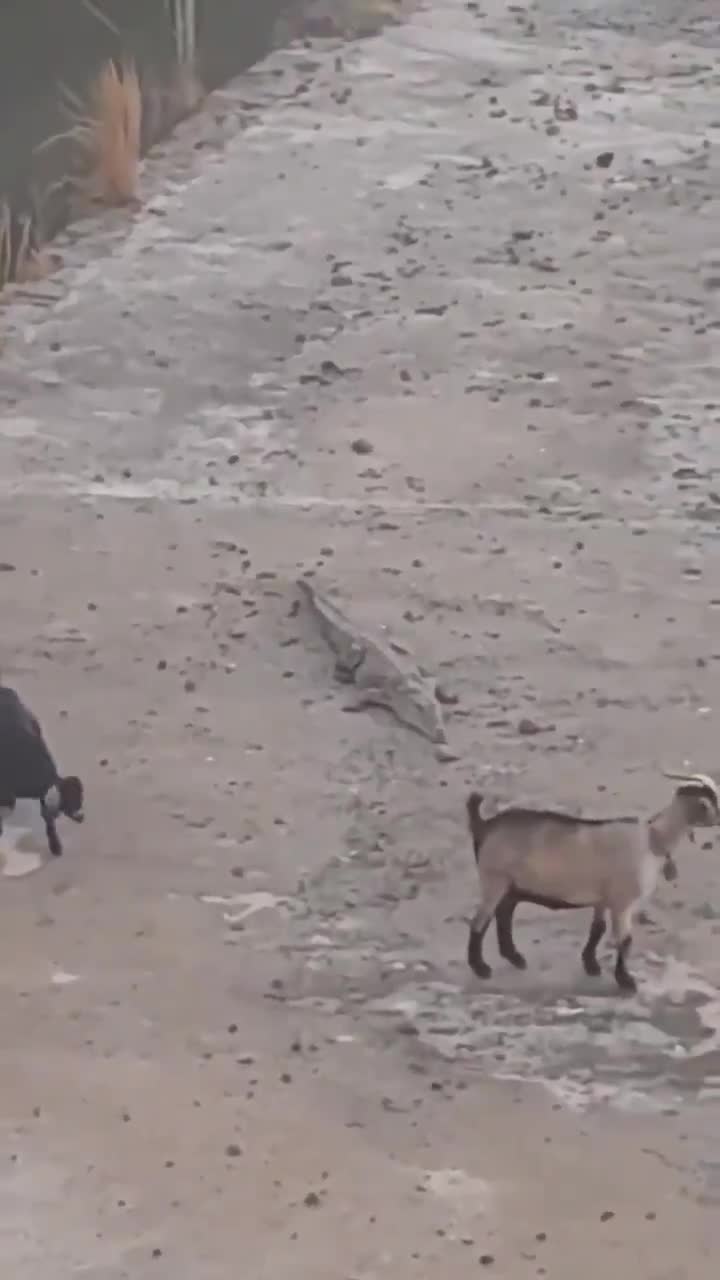 A goat’s curiosity ends with a predator dragging it underwater.
