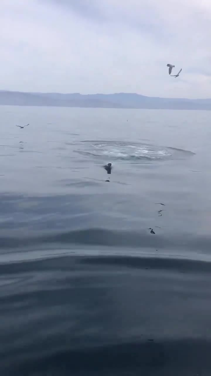 Sea Lion still swimming after losing his back flippers to a shark