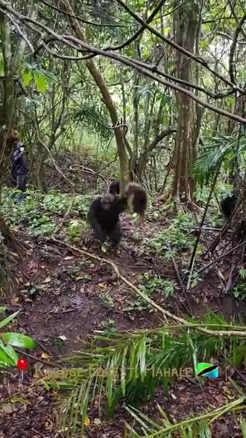 chimpanzees torturing almost lifeless monkey