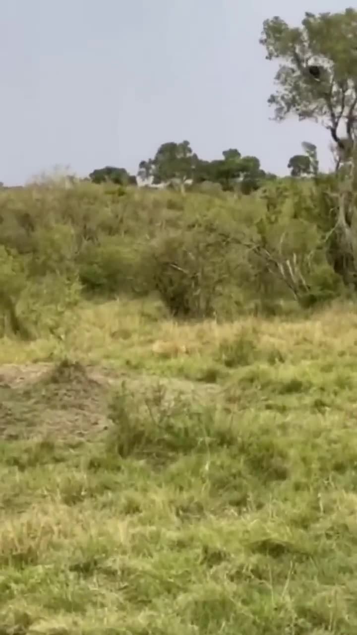 Alpha Male Baboon saves his troop from Lion Attack.