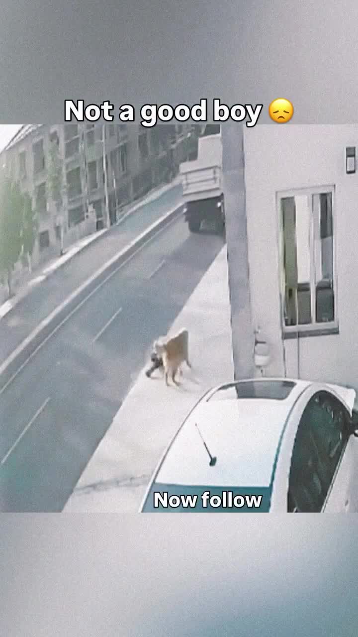 Avoids dog, meets car.