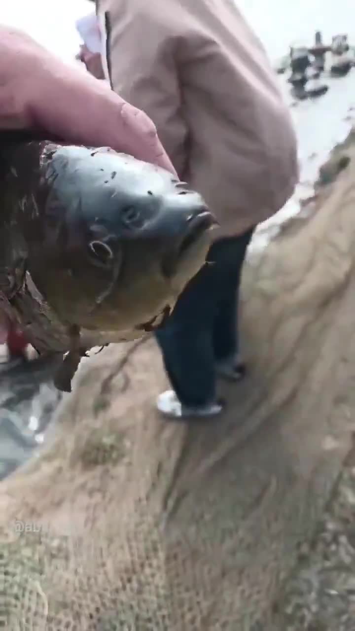This hollow body fish is still alive