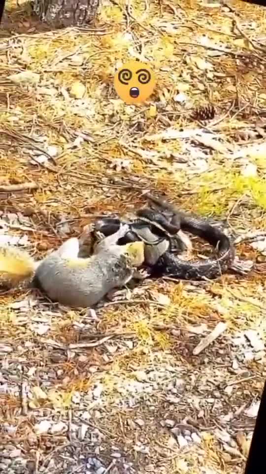 Mother squirrel fighting a snake over her young one