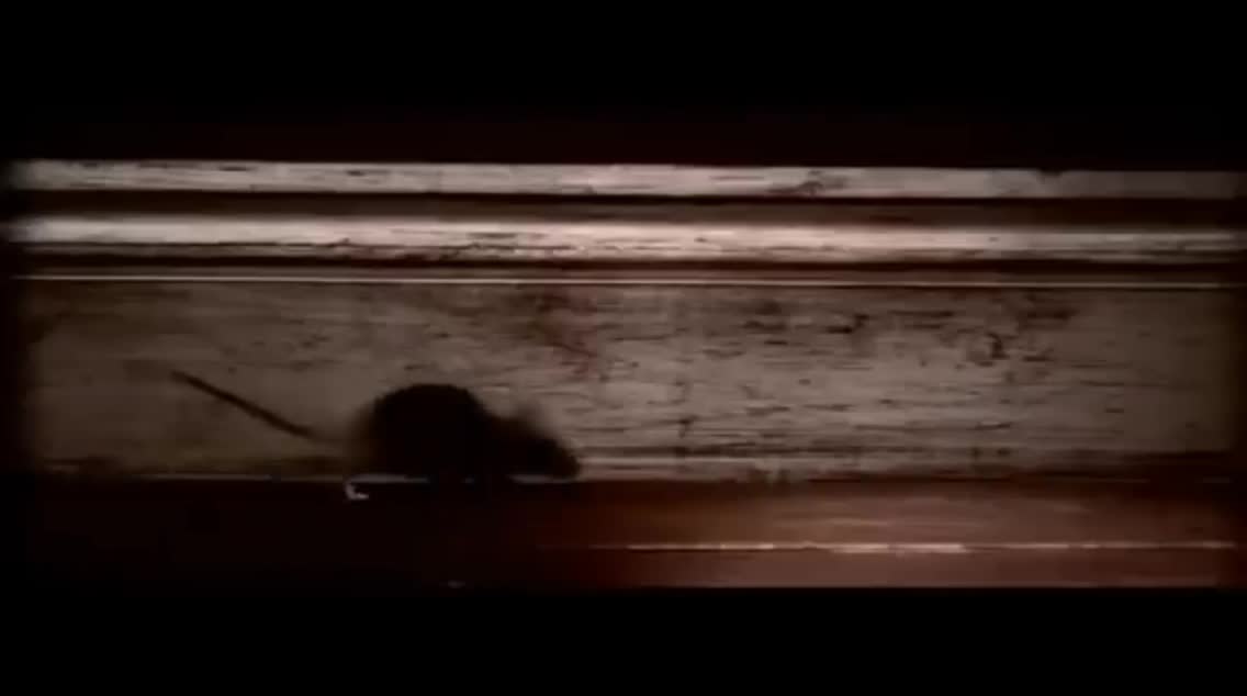 Mouse Trap - 3d Animation
