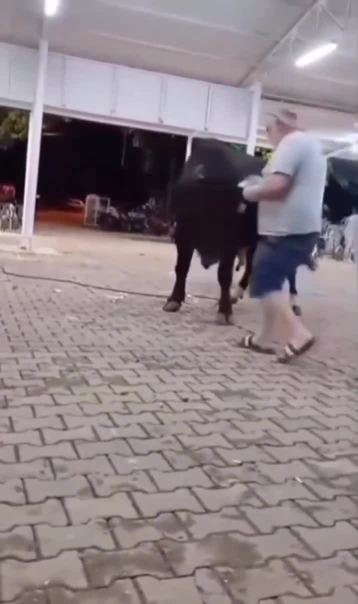 Wild animals dont play around