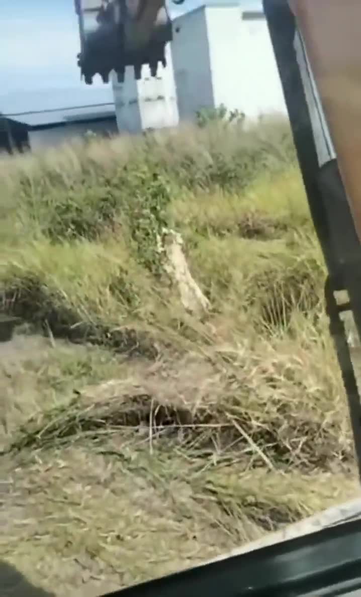 The wasps found a way in