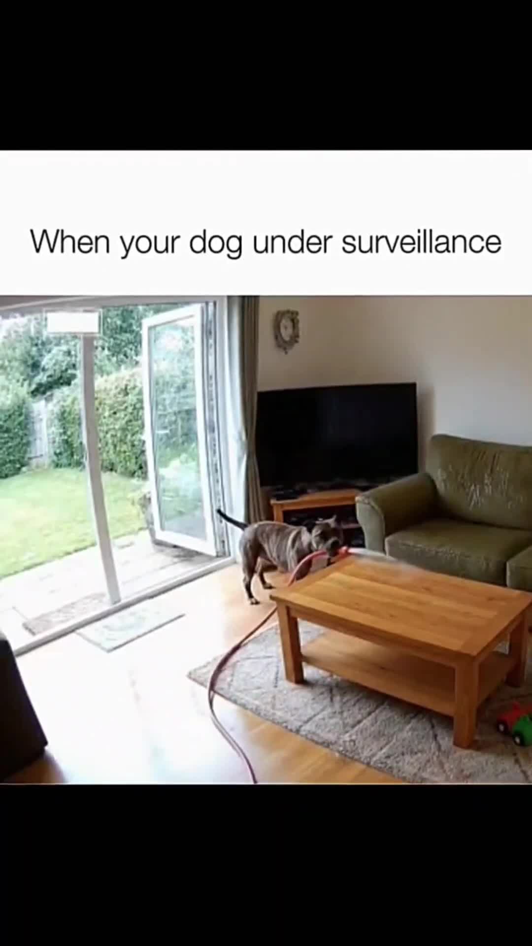 Dogs being idiots part 223： Dogs under surveillance 🤣#funnydog #funnypet #cutedog #dog #pets #sho