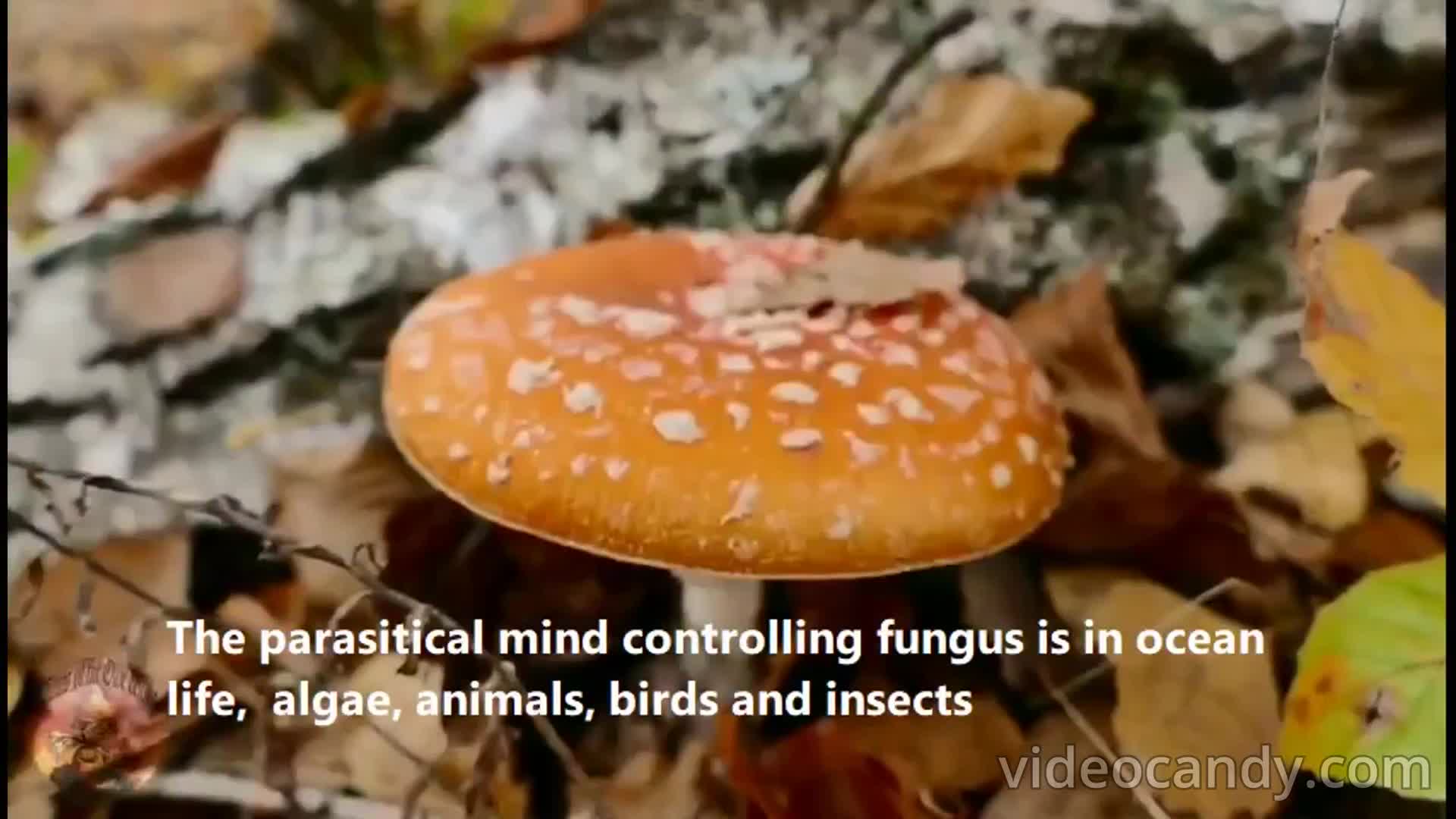 The Mycelium Invader