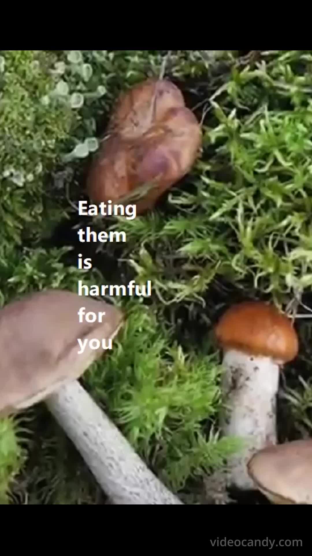 -Unnatural Fungal Invasion- Defungus