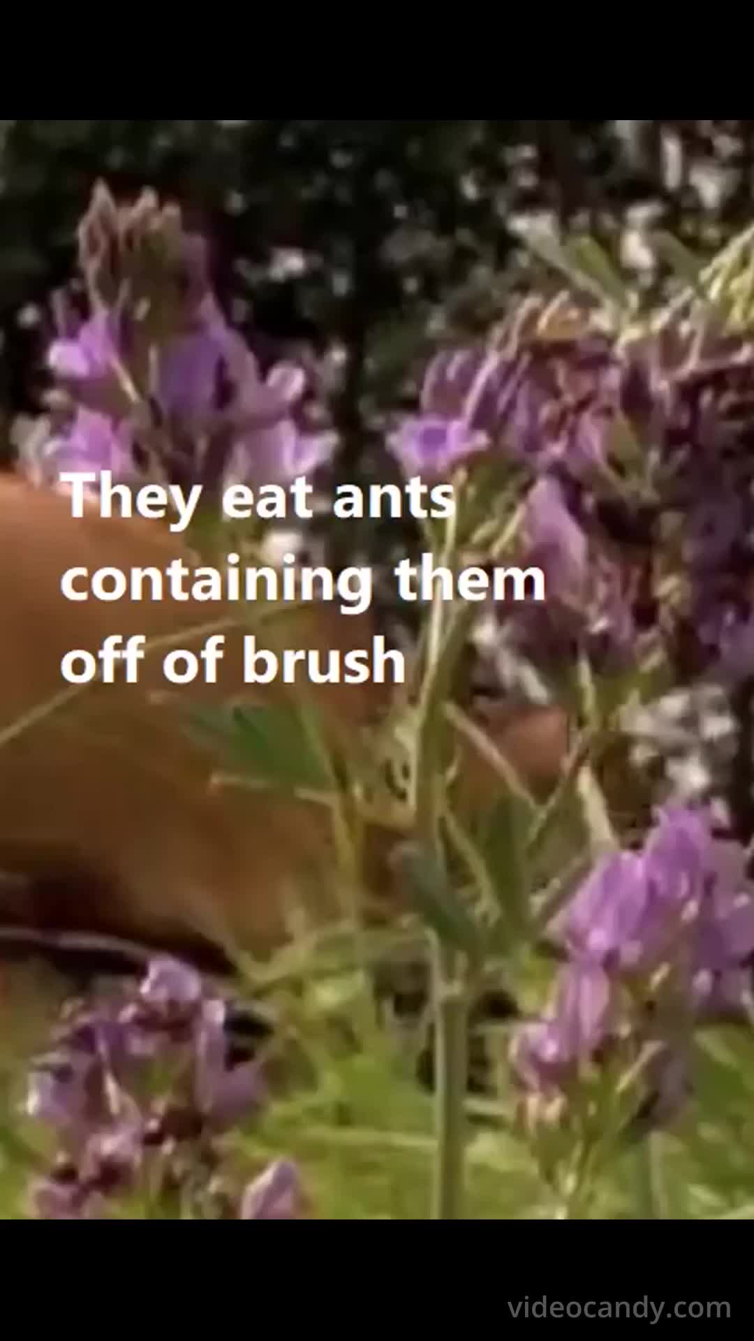 -Unnatural Fungal Invasion- The Body-Snatchers
