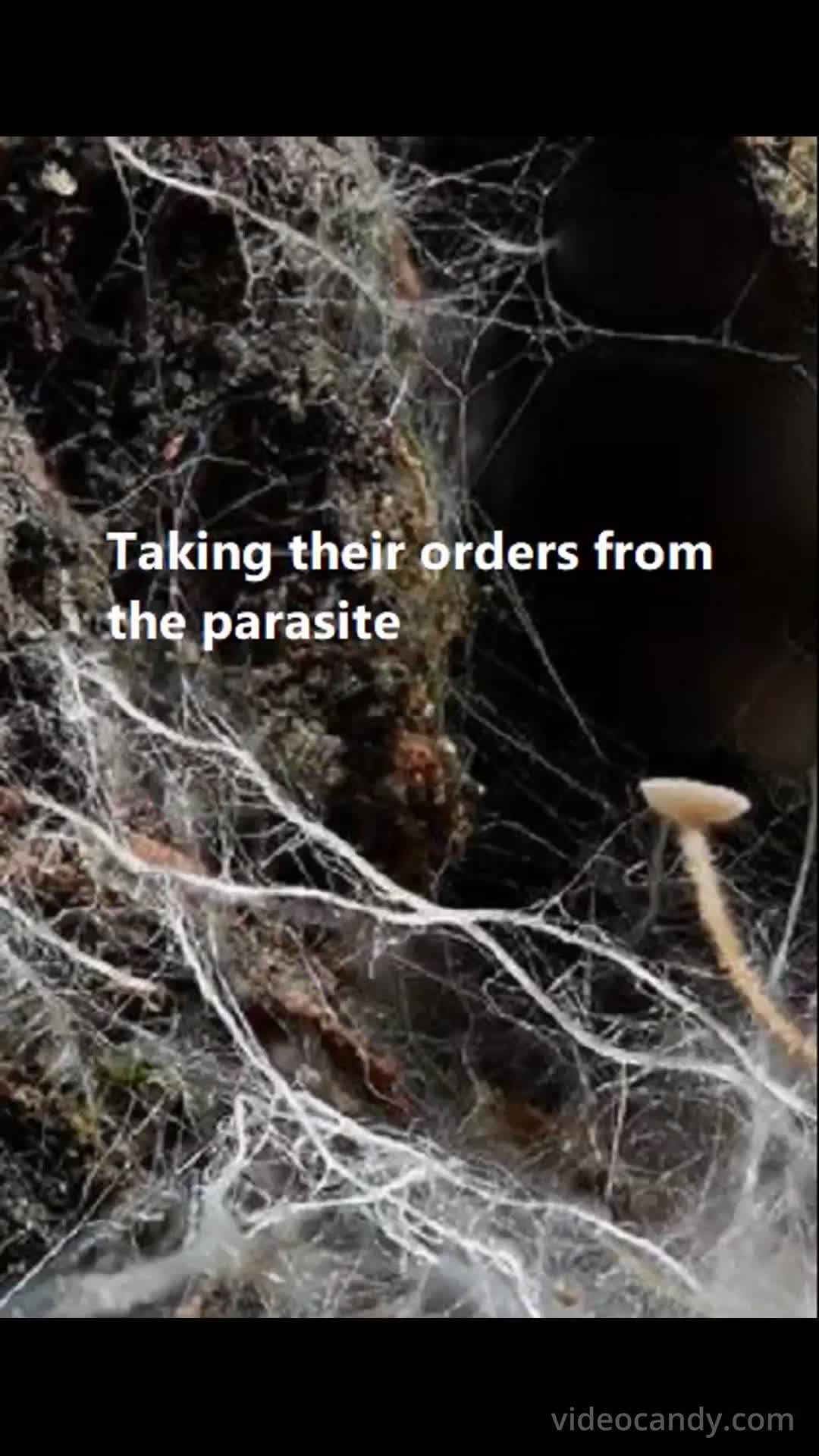 -Unnatural Fungal Invasion- Mind Control