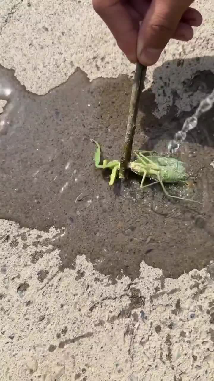 Removing a parasite from a mantis