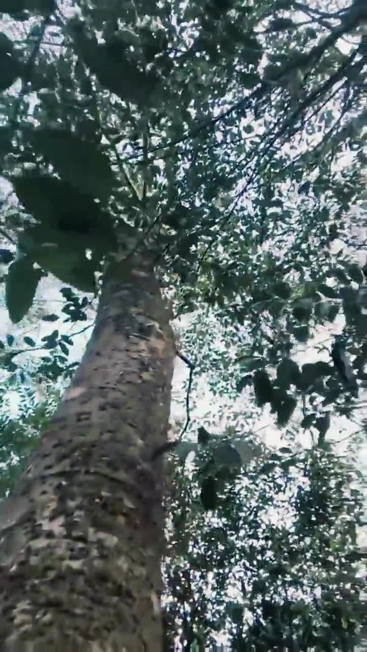 qw