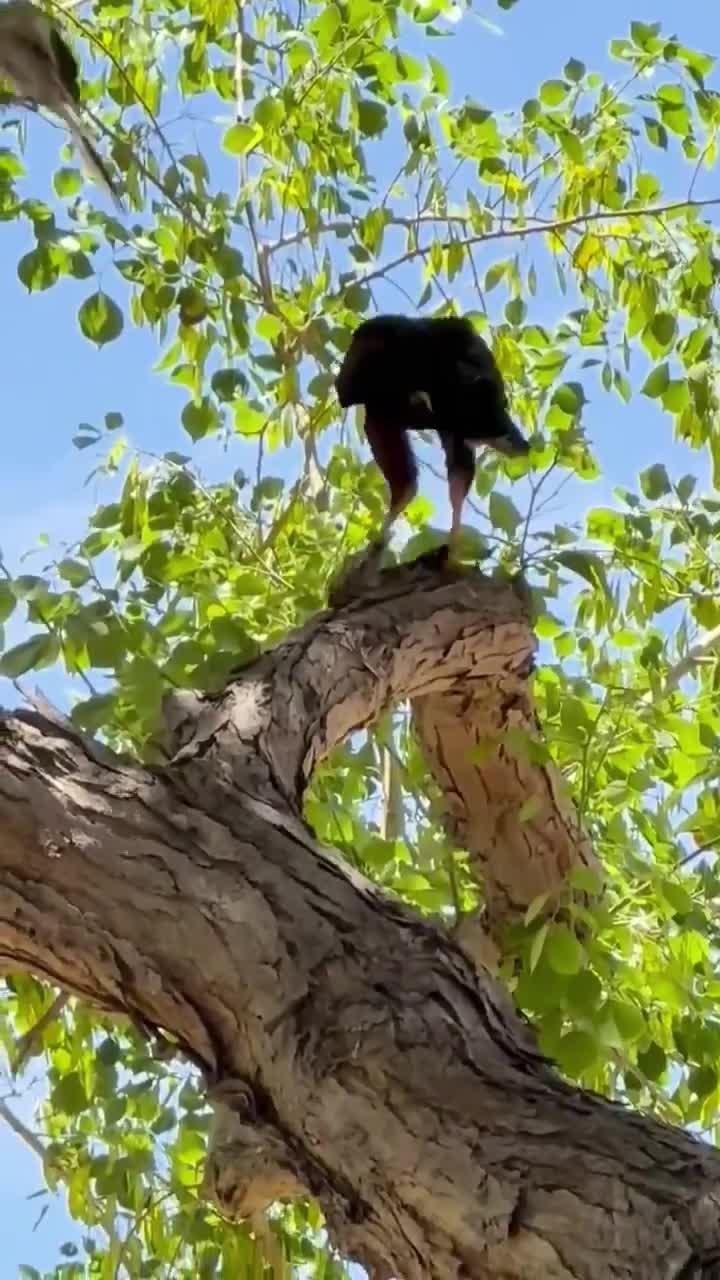 Hawk devours smaller bird while its spouse watches (3)