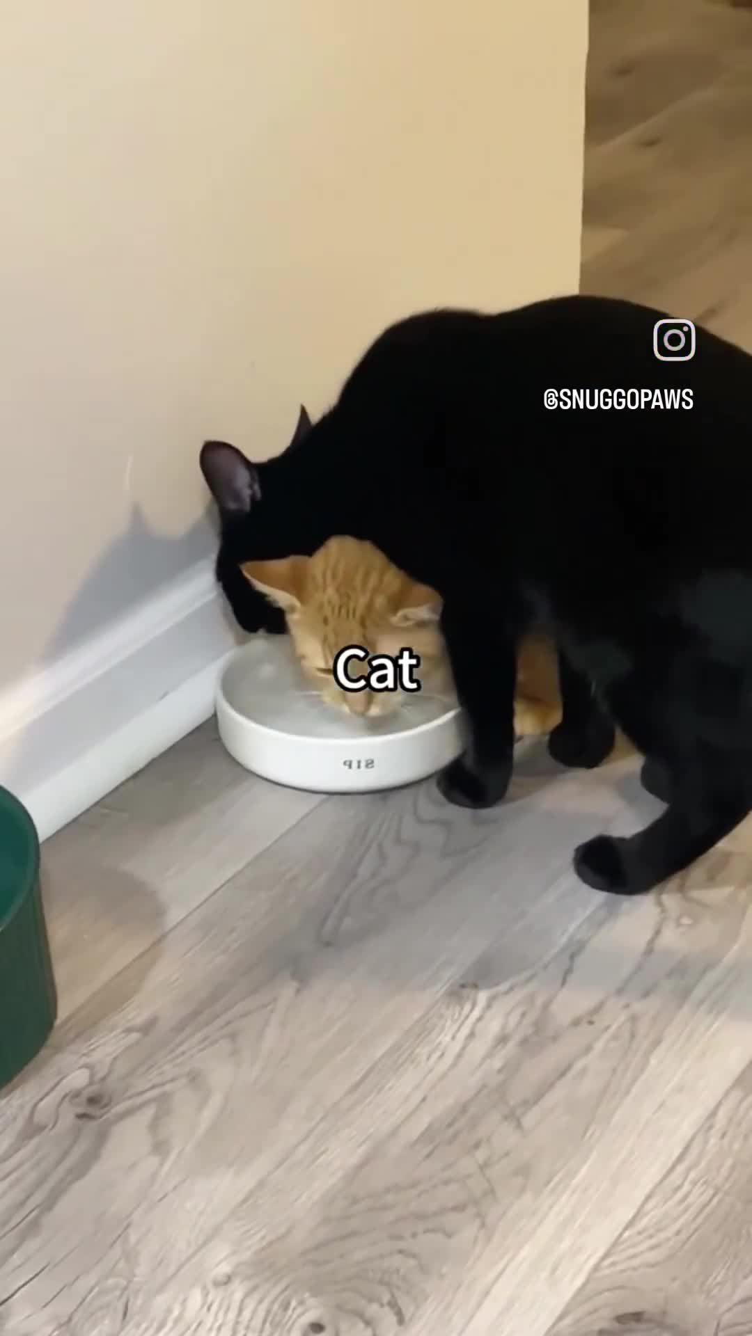 catsareblessing-1989762573806223659-01