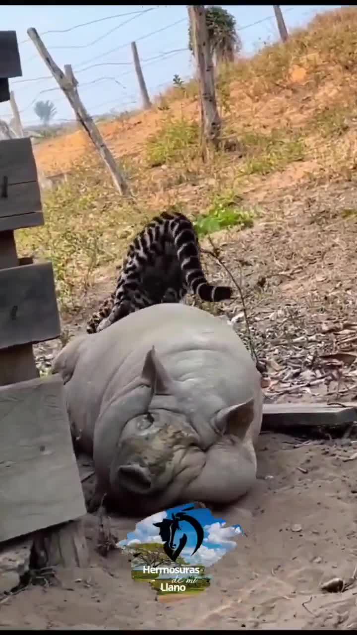 Ocelot tries to hunt pig who’s too fat to care