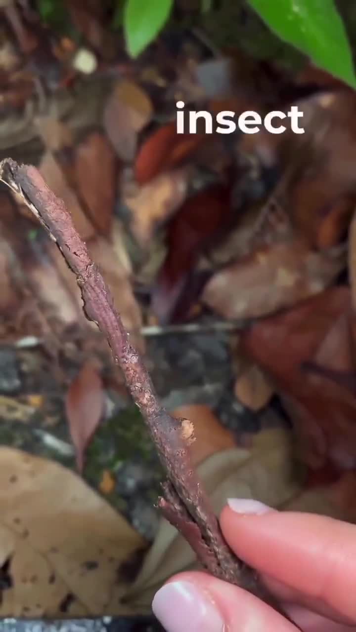 An insect pretending to be a stick