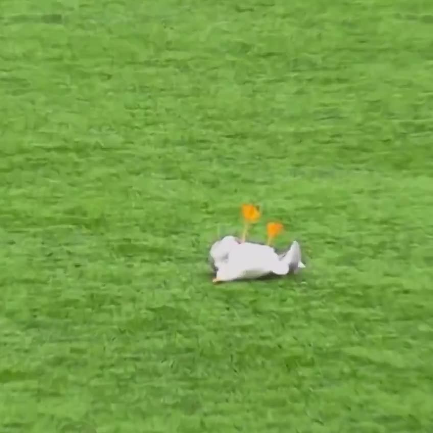In Turkey, during an amateur league match in Istanbul, a goalkeeper accidentally hit a seagull with the ball.