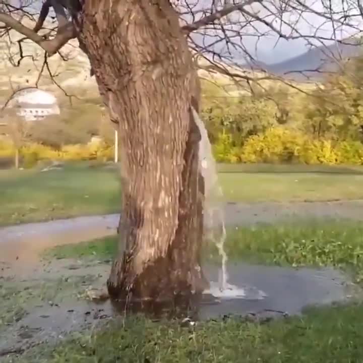 150-year-old tree in Montenegro gushes water after heavy rain
