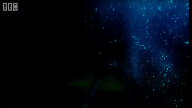 Deep_Sea_Creatures_Exhibit_Bioluminescence_Blue_Planet_BBC_Earth_360P