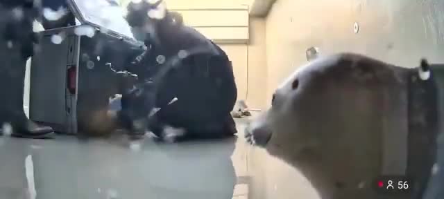 seal phoque stare pull up beat