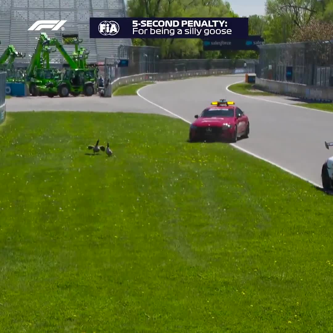 The geese scene at the Canadian GP took place last Thursday