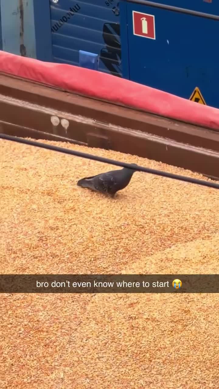 pigeon grain eat bro doesn't even know where to start