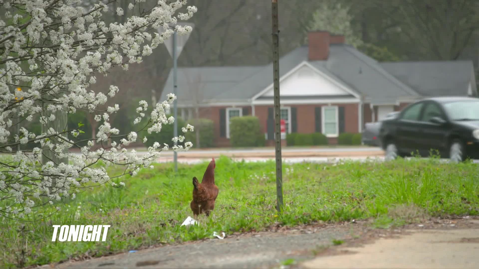 Restaurant.Impossible.S19E05.Restoring.a.Reputation.1080p.WEBRip.x264-KOMPOST