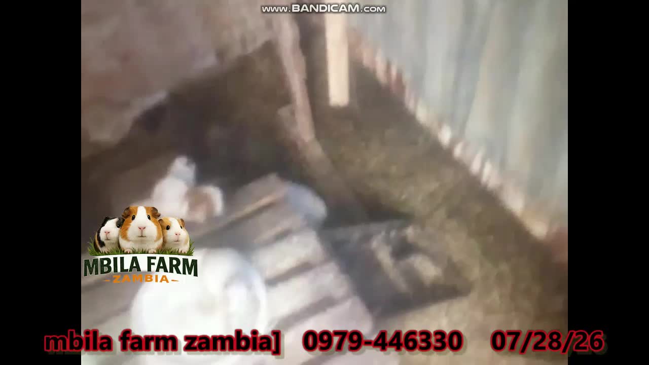 MBILA FARM NEW VID