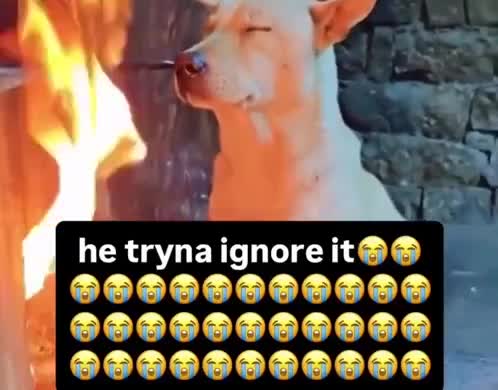 he-tryna-ignore-it