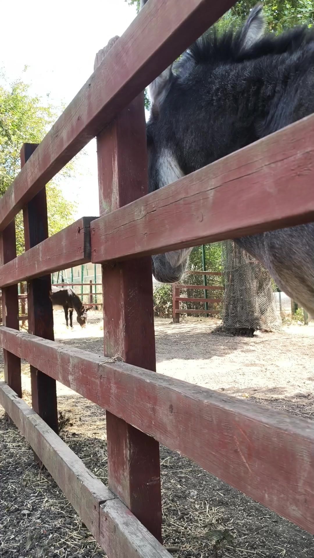 firstimemeetingdonkeys