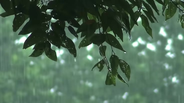 Relax rain sound of nature